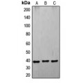 LifeSab™ CD178 Rabbit pAb (50 µl)