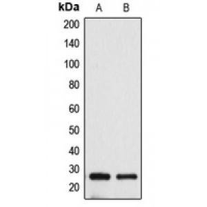 LifeSab™ BAK Rabbit pAb (50 µl)