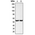 LifeSab™ BMP3 Rabbit pAb (50 µl)