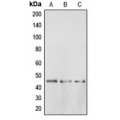 LifeSab™ BRS3 Rabbit pAb (50 µl)