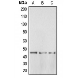 LifeSab™ BRS3 Rabbit pAb (50 µl)