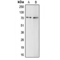 LifeSab™ Complement C9 Rabbit pAb (50 µl)