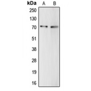 LifeSab™ Complement C9 Rabbit pAb (50 µl)