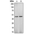 LifeSab™ Caspase 4 Rabbit pAb (50 µl)