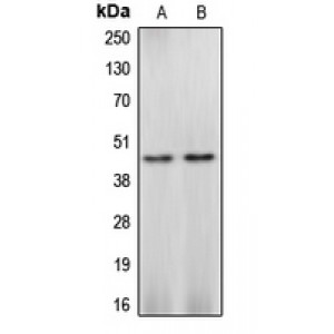 LifeSab™ Caspase 4 Rabbit pAb (50 µl)