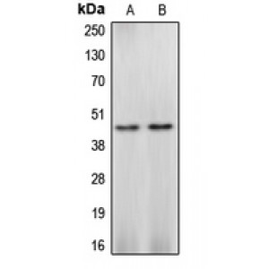 LifeSab™ Caspase 4 Rabbit pAb (50 µl)