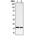 LifeSab™ CD3e Rabbit pAb (50 µl)