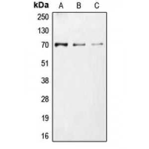 LifeSab™ CDC25A (pS75) Rabbit pAb (50 µl)