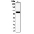 LifeSab™ KSP Cadherin Rabbit pAb (50 µl)