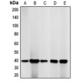 LifeSab™ CDK7 Rabbit pAb (50 µl)