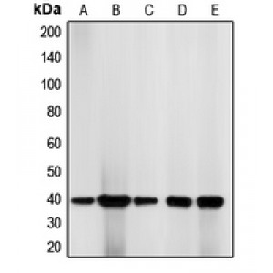 LifeSab™ CDK7 Rabbit pAb (50 µl)