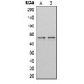 LifeSab™ DMPK Rabbit pAb (50 µl)