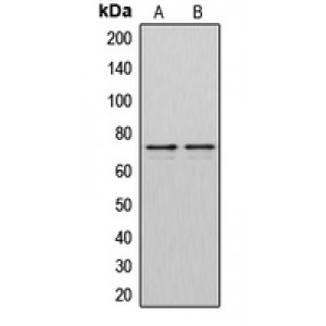 LifeSab™ DMPK Rabbit pAb (50 µl)