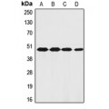 LifeSab™ PAR1 Rabbit pAb (50 µl)