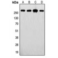 LifeSab™ FASN Rabbit pAb (50 µl)