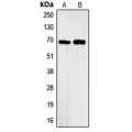LifeSab™ GBP3 Rabbit pAb (50 µl)