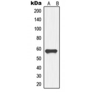 LifeSab™ GDF9 Rabbit pAb (50 µl)