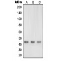 LifeSab™ Neuregulin SMDF Rabbit pAb (50 µl)