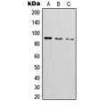 LifeSab™ CD54 (pY512) Rabbit pAb (50 µl)