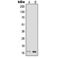 LifeSab™ IFN gamma Rabbit pAb (50 µl)