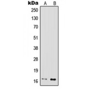 LifeSab™ IFN gamma Rabbit pAb (50 µl)