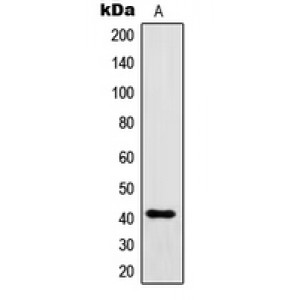 LifeSab™ IgG1 Rabbit pAb (50 µl)