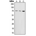 LifeSab™ CD122 Rabbit pAb (50 µl)