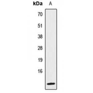 LifeSab™ IL-8 Rabbit pAb (50 µl)