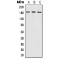 LifeSab™ SHIP1 Rabbit pAb (50 µl)