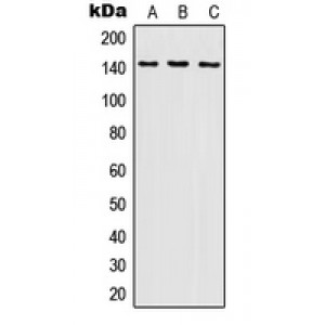 LifeSab™ SHIP1 Rabbit pAb (50 µl)