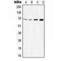 LifeSab™ IRAK2 Rabbit pAb (50 µl)