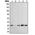LifeSab™ Cytokeratin 19 Rabbit pAb (50 µl)