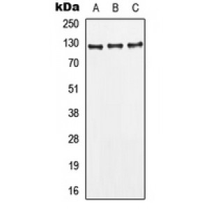 LifeSab™ CD295 Rabbit pAb (50 µl)