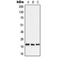 LifeSab™ TNF beta Rabbit pAb (50 µl)