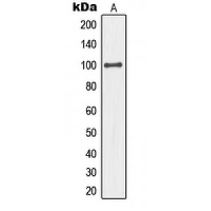 LifeSab™ MCM4 Rabbit pAb (50 µl)