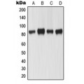 LifeSab™ MLH1 Rabbit pAb (50 µl)