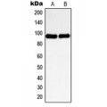 LifeSab™ Nibrin Rabbit pAb (50 µl)