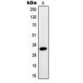 LifeSab™ PAX9 Rabbit pAb (50 µl)