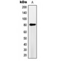 LifeSab™ PDE4B/C/D Rabbit pAb (50 µl)