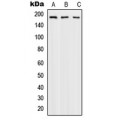 LifeSab™ DNA Polymerase alpha 1 Rabbit pAb (50 µl)