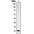 LifeSab™ RPL27A Rabbit pAb (50 µl)