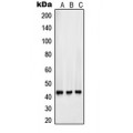 LifeSab™ Surfactant Protein B Rabbit pAb (50 µl)
