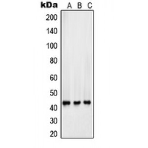 LifeSab™ Surfactant Protein B Rabbit pAb (50 µl)