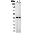 LifeSab™ OCT3 Rabbit pAb (50 µl)