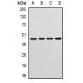 LifeSab™ DR3 Rabbit pAb (50 µl)