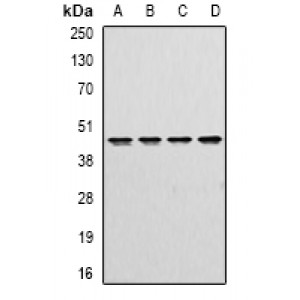 LifeSab™ DR3 Rabbit pAb (50 µl)