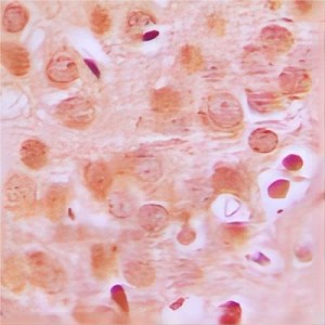 LifeSab™ PIG11 Rabbit pAb (50 µl)