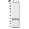 LifeSab™ GPR83 Rabbit pAb (50 µl)