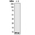 LifeSab™ Urotensin 2 Rabbit pAb (50 µl)