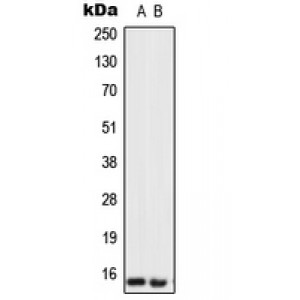 LifeSab™ Urotensin 2 Rabbit pAb (50 µl)